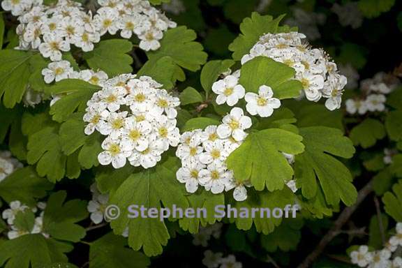 spirea triloba 4 graphic